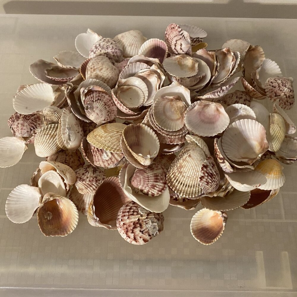 Seashell Symphony / Assortment - Picture 4 of 10